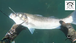 Spearfishing 6lb bass Cornwall, October 2020