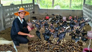 สร้างแหล่งอาหารลดต้นทุนเลี้ยงไก่เลี้ยงเป็ดเลี้ยงปลา!!แบบง่ายๆแต่ได้ผลเกินร้อย