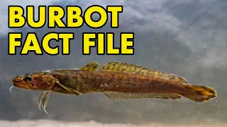 Burbot: Fact File (British Wildlife Facts)