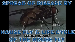 SPREAD OF DISEASE BY HOUSE FLY & LIFE CYCLE OF THE HOUSE FLY  59574 CF