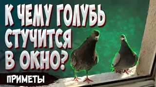 Голубь стучится в окно - эта примета к счастью или к беде?