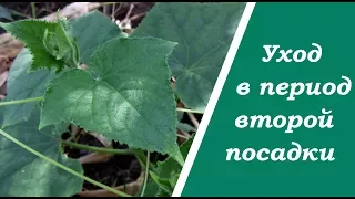 Правильный уход за огурцами в период второй посадки