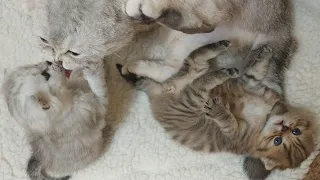 Mom cat licks and brings up her kittens Washes the paws of the back of the ears