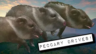 INSANE PECCARY DRIVES! AMAZING JAVELINA LOCATION YOU NEED TO HUNT! THE HUNTER CALL OF THE WILD