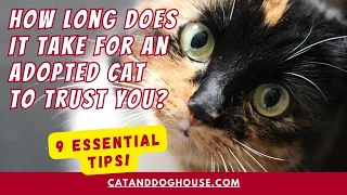 How Long Does It Take For An Adopted Cat To Trust You? 9 Tips from a Seasoned Rescue Cat Parent