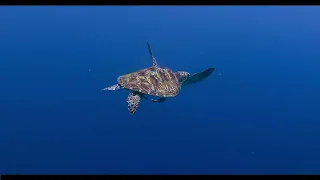 Sea Turtle Conservancy - 60 Years of Success