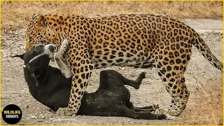 4k: 10 Brutal Leopard And Dog Fights Caught On Camera!