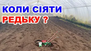 Коли та як сіємо редиску в теплицю ?