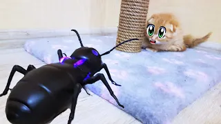 Маленький котенок и большой жук little kitten vs big beetle