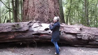 Giant Trees on Vancouver Island