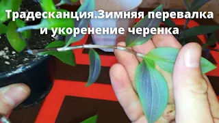 Традесканция.Зимняя перевалка и укоренение черенка/Tradescantia