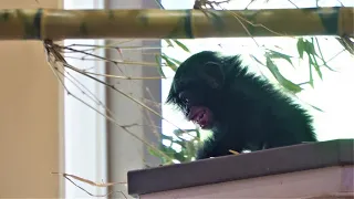 Yotsuba is crying because she can't find her mom.　Higashiyama Zoo　Chimpanzee　202110