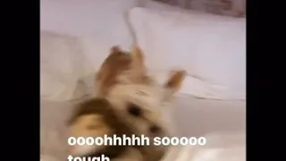 Hailey Bieber Instagram story - playing with Oscar 25 July 2020