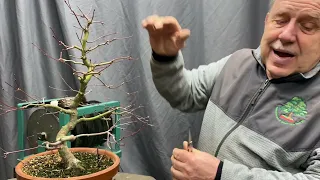 From Root Bound Japanese Maple to High-Quality Bonsai