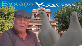 в гостях у Голубевода ака Шавкат,тема за голубей,Бухарские Голуби летают очень долго Бухара г Каган