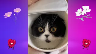 Best Funny Cats Videos - Funny Animals Videos 2023