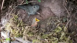 The unscrupulous cuckoo bird肆无忌惮的杜鹃鸟，鸟妈妈在上面喂食，它在底下推小鸟