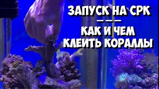 Запуск морского аквариума| Клею кораллы | Зоантусы | Дом для богомола |