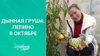 ДЫННАЯ ГРУША - экзотика на грядке. Как вырастить в обычном саду в Средней полосе