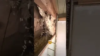 Biggest Wasp Nest You Will Ever See Inside A House!