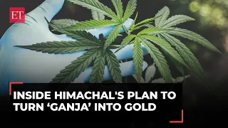 Himachal Pradesh plans to legalise Cannabis: Here's how it can transform the state's economy