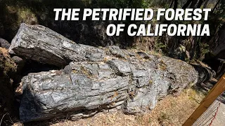 Petrified Forest of California: Exploring the Worlds Largest Petrified Trees