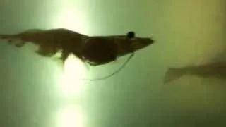 Have you ever seen how shrimp swim?