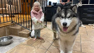 Adorable Baby Girl Walks Her Giant Puppy! He's So Well Behaved! (So Cute!!)