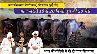 आज खरीदें 16 से 20 किलो दूध की 20 भैंस || PAWAN LIJWANA DAIRY FARM, JIND