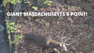 Massachusetts Bowhunting | GIANT 6 POINT BUCK