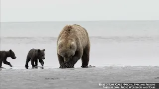 Alaska LakeClark Bears