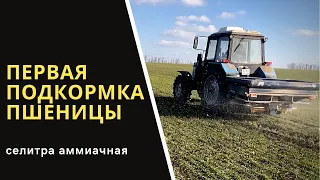 Первая подкормка озимой пшеницы сорт "Безостая 100"