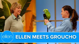 Ellen Meets Groucho the Singing Parrot