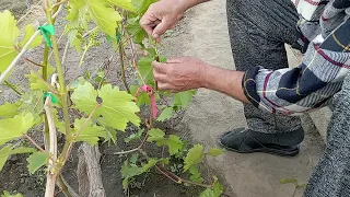 Виноград на Волині. Прищепа винограду "зеленим" в "зелене"