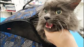 Шпиц переживает, как кот сходит к ветеринару