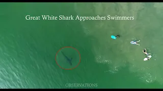 My Drone Warns Swimmers of a Shark & I Find Another One Injured-Close Up Footage.