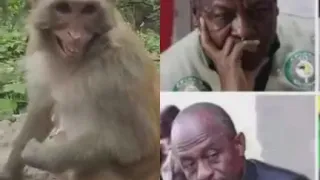Monkey laughing at John mahama