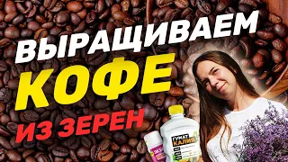 Как вырастить дерево из кофейного зерна?