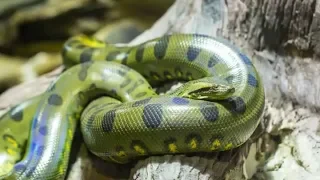 Most BEAUTIFUL and BIGGEST Snakes on the Planet