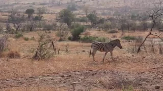 Lions take down zebra at black rhino lodge