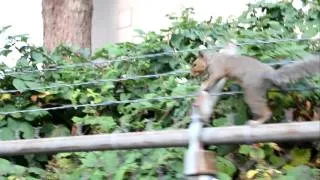 Ninja Squirrel On A Barbed Wire Fence