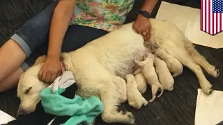 Dog gives birth to 8 PUPPIES at Tampa International - TomoNews