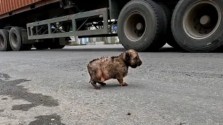 Little sick dog , she was picking up food dropped on the street, I adopted her