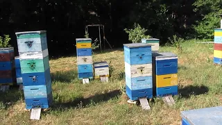 Подсиливание семьи-медовика летной пчелой отводка.