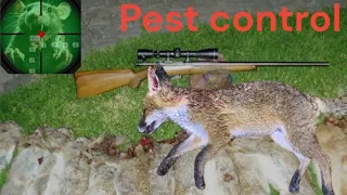 Rabbit And Rat Shooting And Fox Control Pest Control Night vision And Thermal Imaging