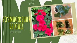 Розмноження БЕГОНІЇ листом і черенками 🌿🌺🌸🍀