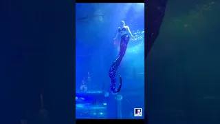 The graceful mermaid dances with the fish! Beautiful underwater dancer! Aquarium. A relaxing moment.