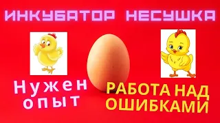 Инкубатор НЕСУШКА с вентиляторами, есть проблемы, работа над ошибками, набираемся опыта