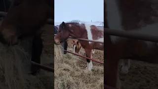 Озинское коневодство