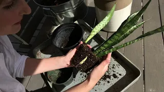 How to re-pot snake plant